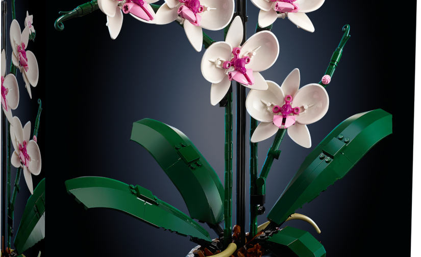 Orchidea - 1