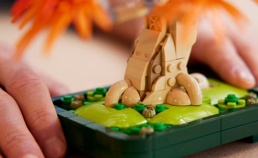 Klon palmowy bonsai - 9