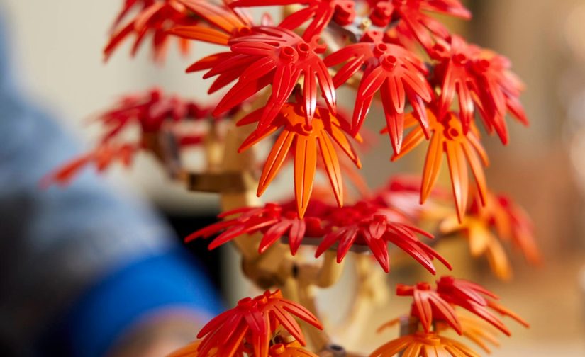 Klon palmowy bonsai - 8