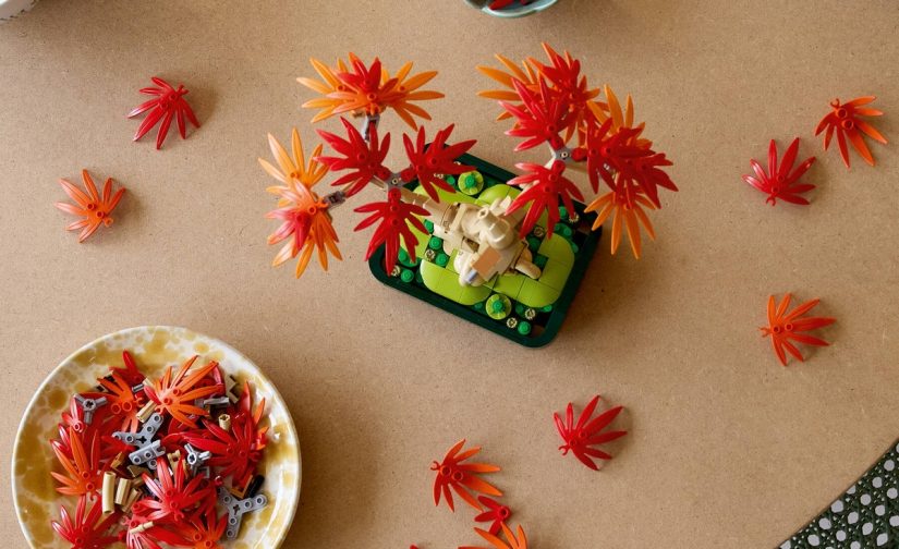 Klon palmowy bonsai - 10