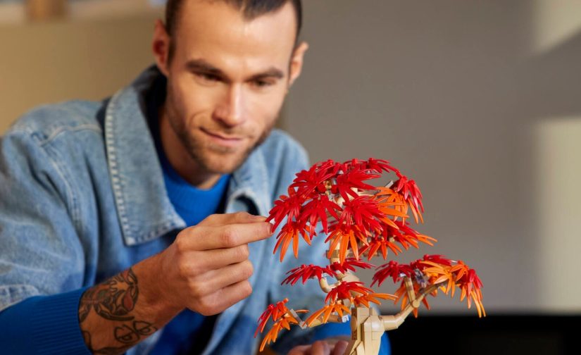 Klon palmowy bonsai - 7