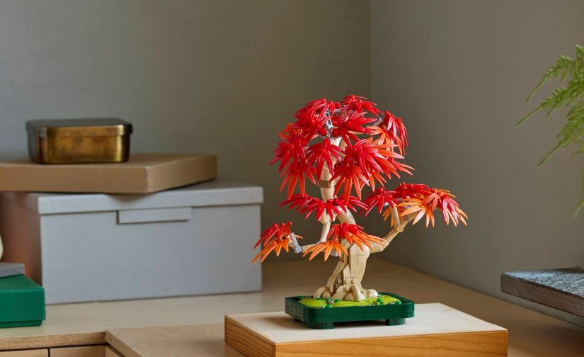 Klon palmowy bonsai - 3