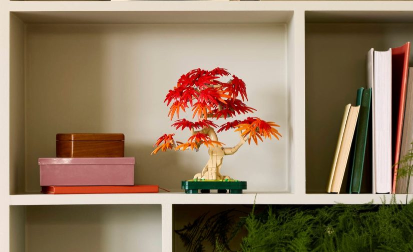 Klon palmowy bonsai - 6