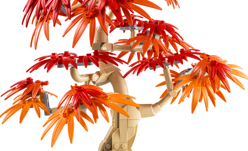 Klon palmowy bonsai - 1