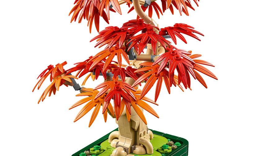 Klon palmowy bonsai - 4