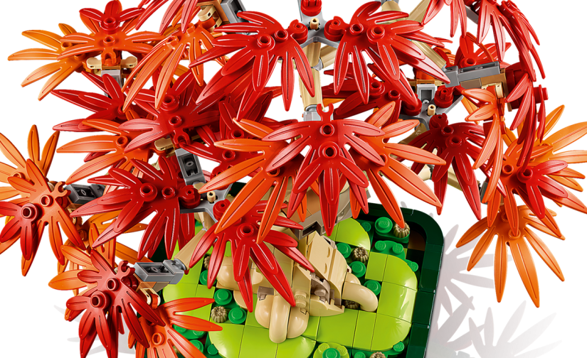 Klon palmowy bonsai - 5